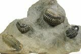 Cluster of Five Crotalocephalina & Reedops - Atchana, Morocco #372408-2